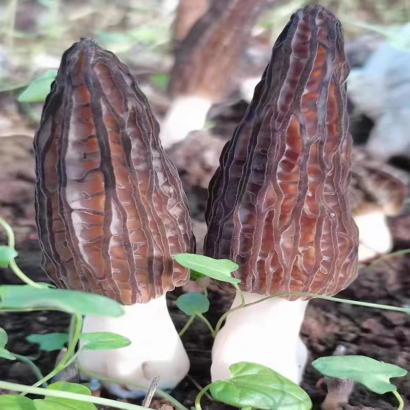 China Export 100% original yunnan Wild Moral Mushroom