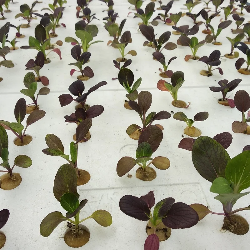 Hydroponic 120 X 60cm With 72 Holes Dwc Floating Raft Foam Board For Greenhouse Vegetable Growing