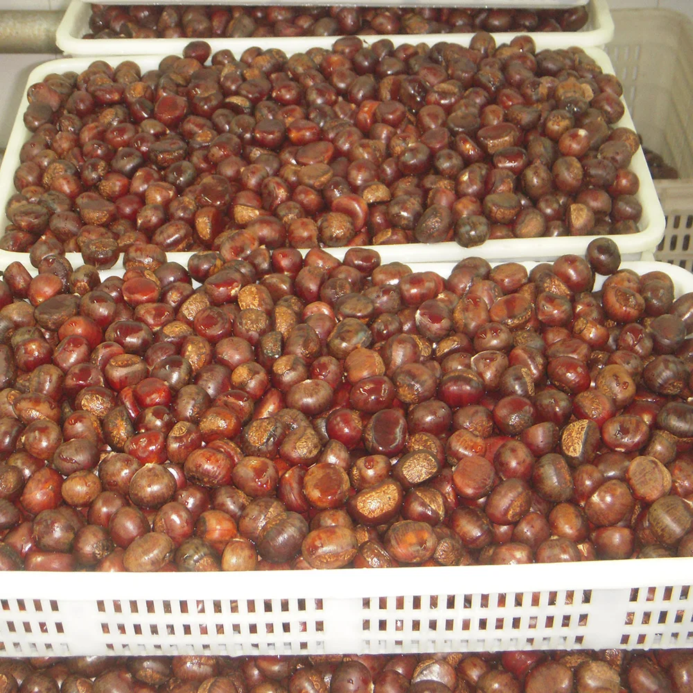 2023 New Crop Top Quality Fresh Chinese Chestnut with Bright Color