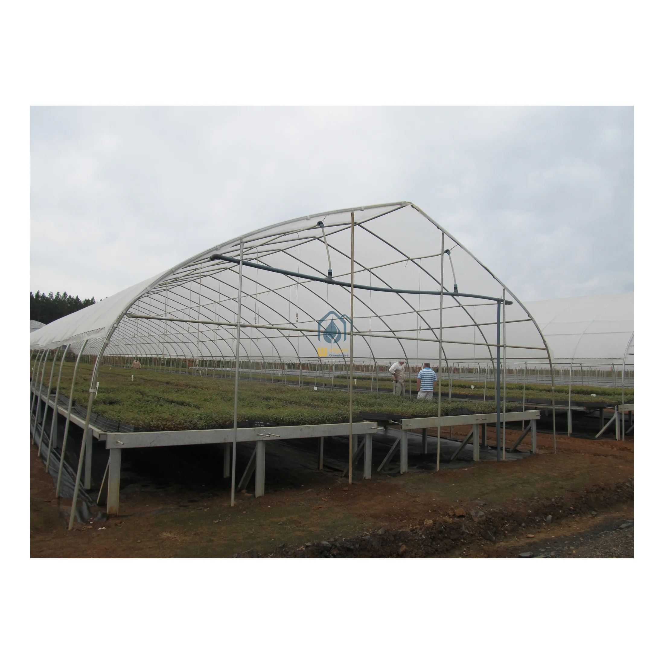 Single-span agricultural plastic products greenhouse manufacturers film tunnel greenhouse hydroponic