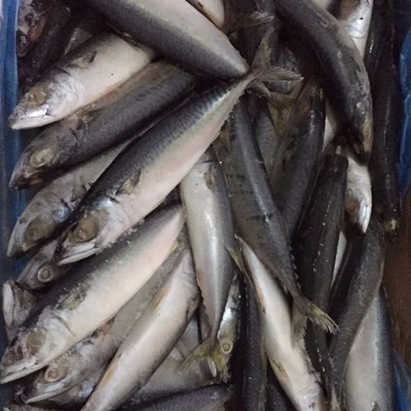 Chub mackerel saba mackerelBest quality Frozen Pacific Mackerel