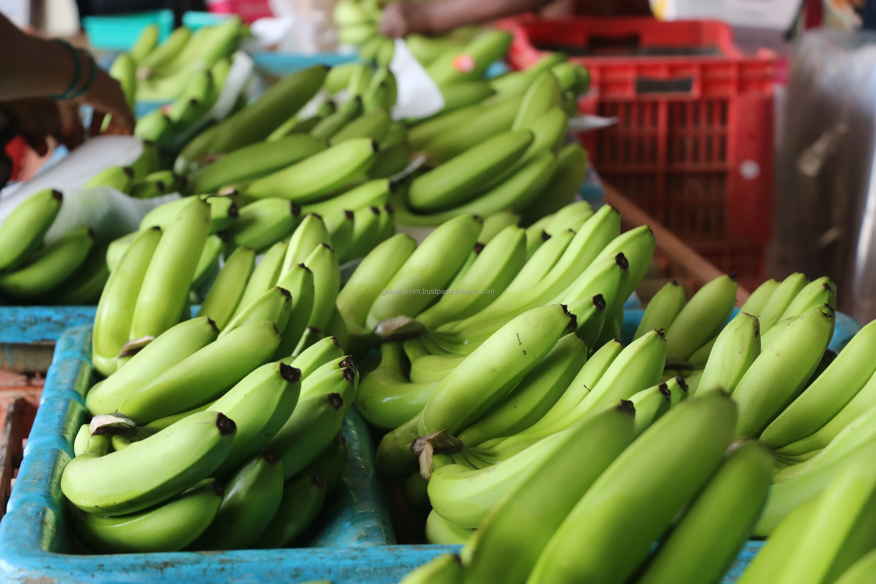 Свежий банан CAVENDISH премиум-класса