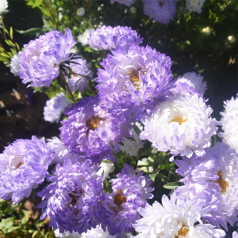 
Hot Sale Different Kinds of China Aster Seeds Callistephus Chinensis Flowers Seeds 