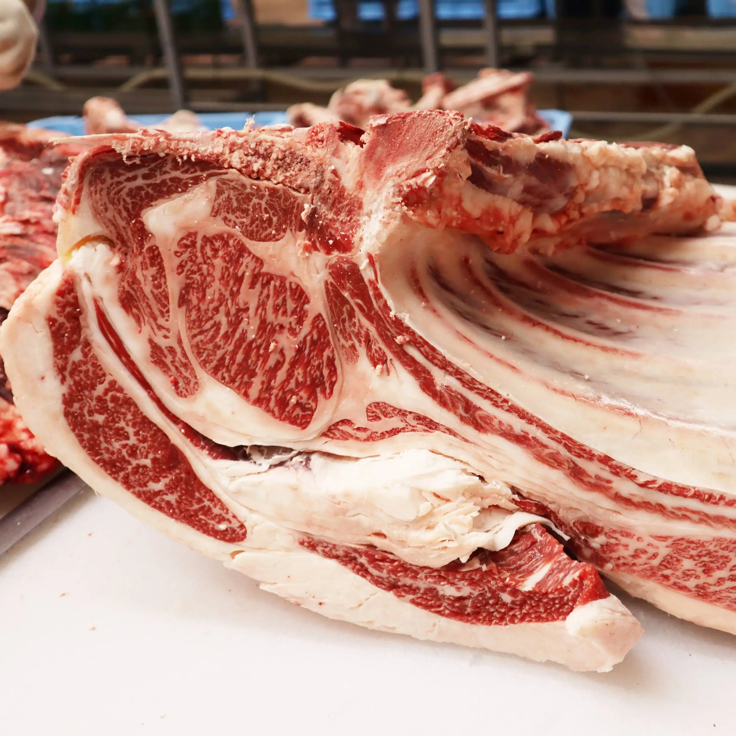 Japanese wagyu frozen beef forequarter exporter red meat for sale