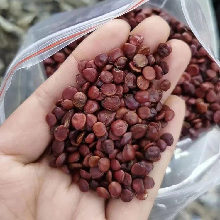 suan zao ren bulk Semen Ziziphi Spinosae herb spice dried wild sour jujube kernel natural dried Spina date seeds