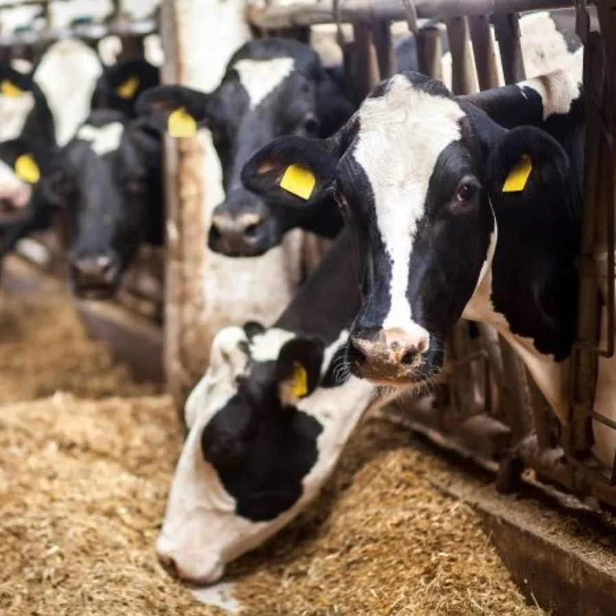 AIJIE Feed Grade Soda Supplier Wholesaler of Sodium Bicarbonate on Animal Feed Soda Supplier Bulk Selling Baking Soda for Cattle