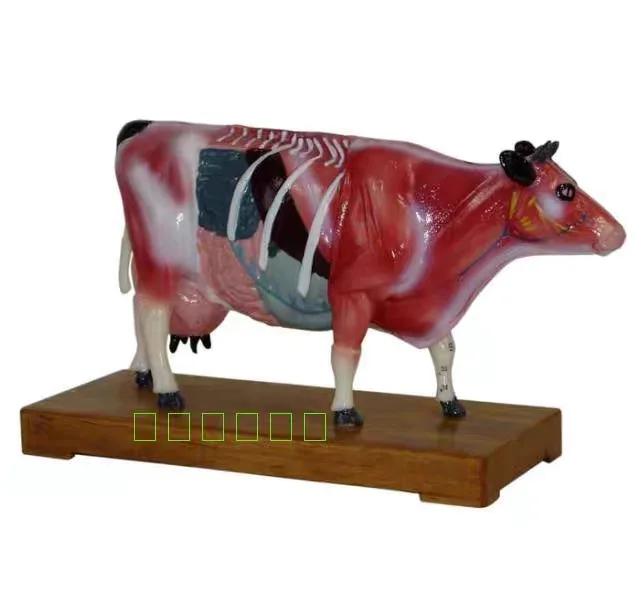 PVC Cattle Acupuncture Model with Acupoints
