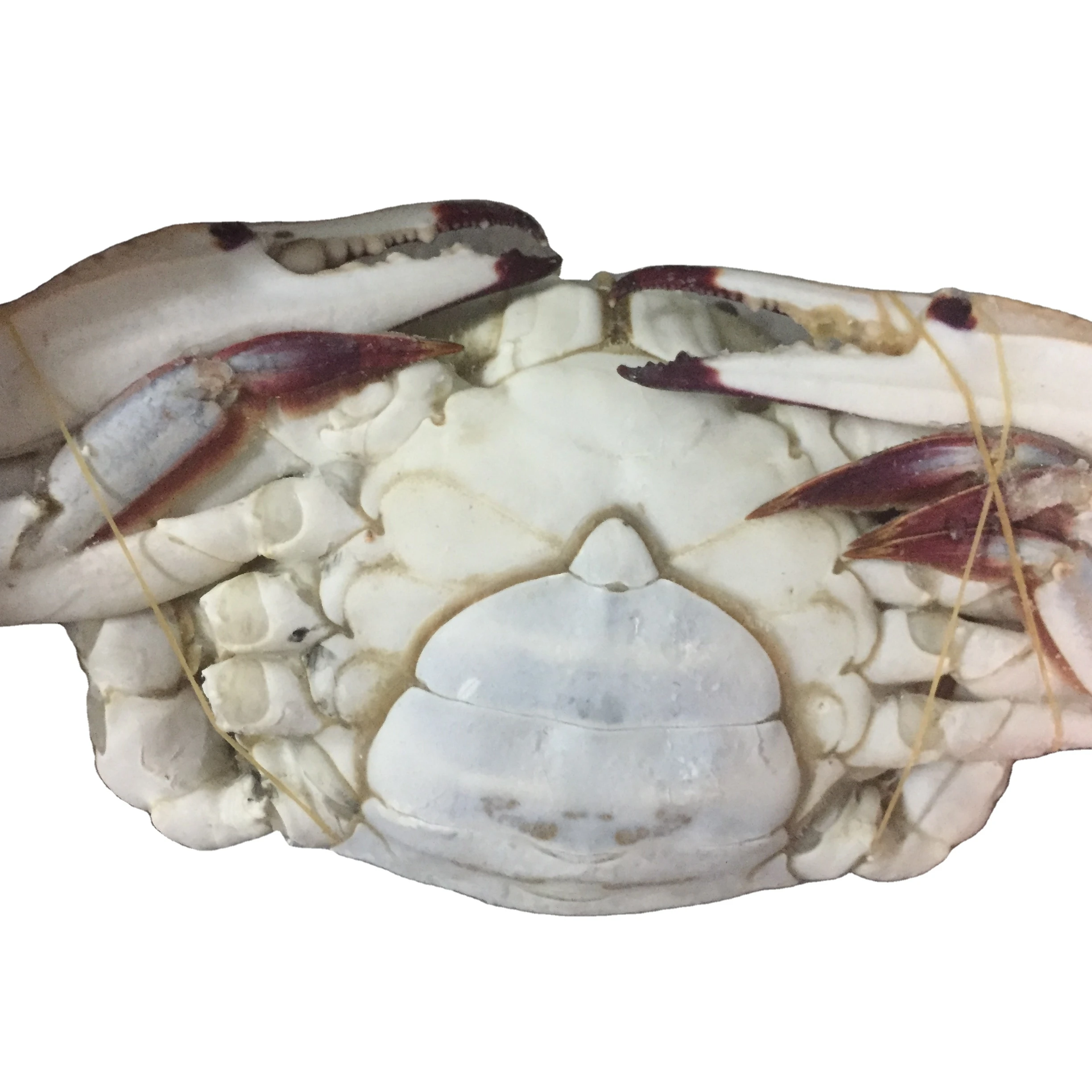 Все замороженные синий краб плавания