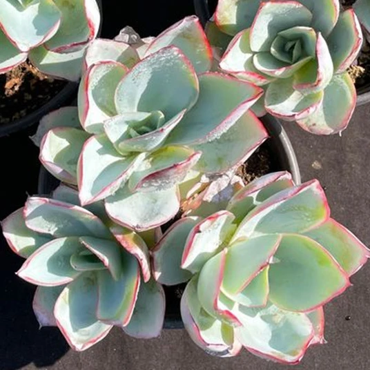 Wm36 Echeveria ледяной и пожарный кластер живое растение древесный растения-суккуленты поставщик садоводства цветочный карликовое дерево в горшке