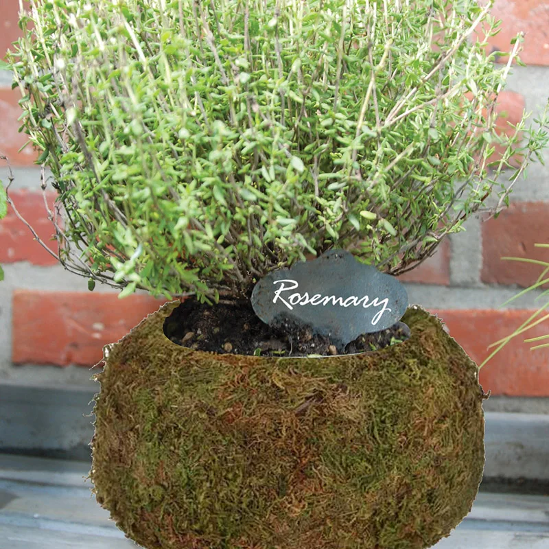 JP004 New Natural Color Moss Kokedama Ball Unique Small Flower Plant Pots for Indoor