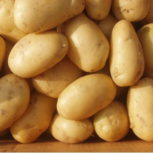 2023 год свежий большой картофель фермерские овощи желтая кожа желтое сердце в