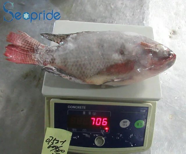 Good Quality Live Farm Frozen Black Tilapia Exporters