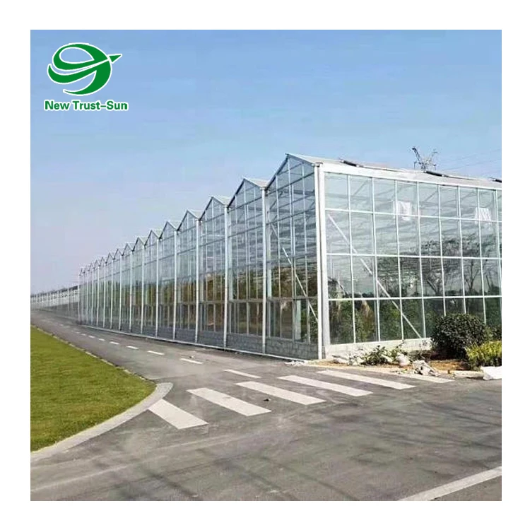 
Commercial galvanized steel frame tomato hydroponic growing system glass greenhouse 