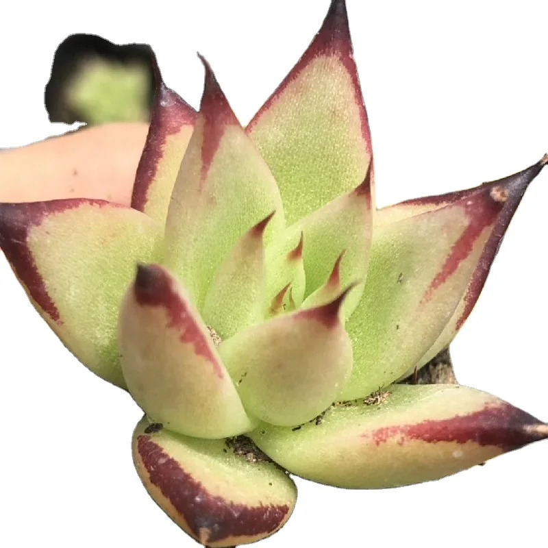 Wholesale of succulent plants Indoor ornamental plants  Echeveria