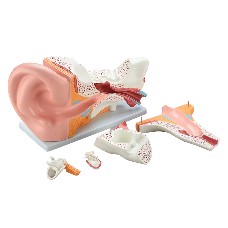 Натуральный размер, 5 раз, увеличивается, 6 частей, ПВХ гигантские уши, модель 3d анатомии