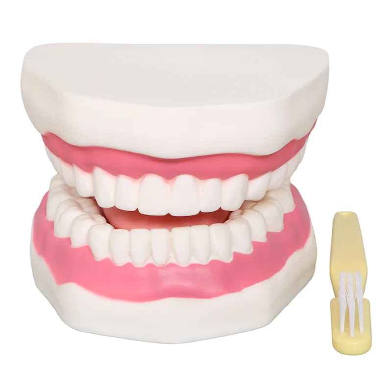 Factory Dental Demonstration Models, Teeth Care Model With Brush Teaching resources