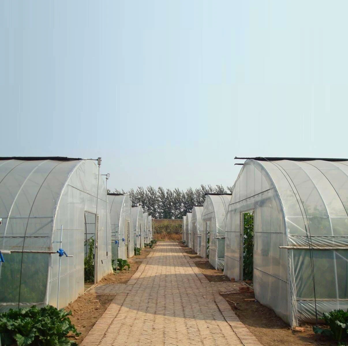 Фабрик охлаждения Green House мульти диапазона сельскохозяйственных зеленых домов для продажи