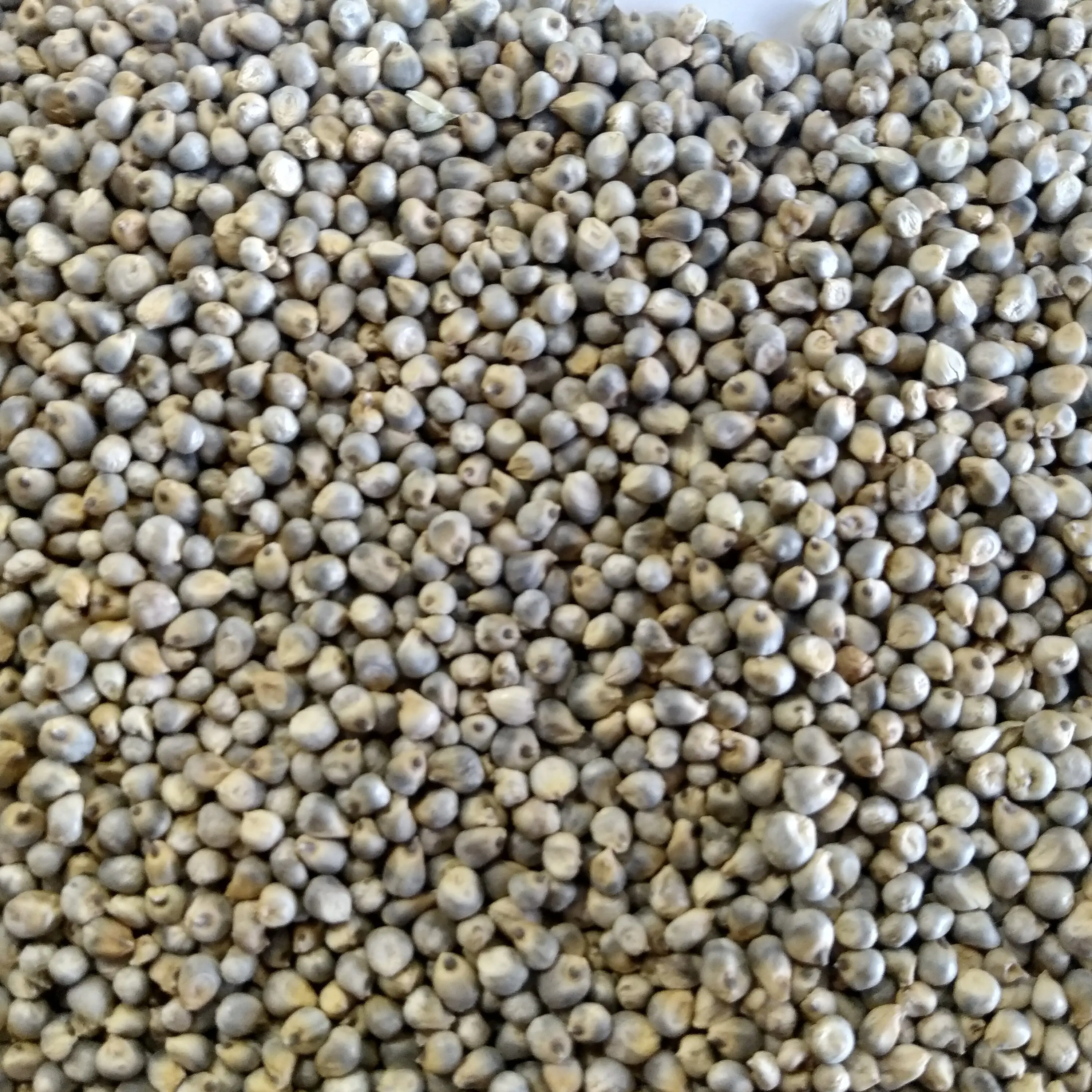 Green Millet Grains for Making High Energy Food and Animal Feed