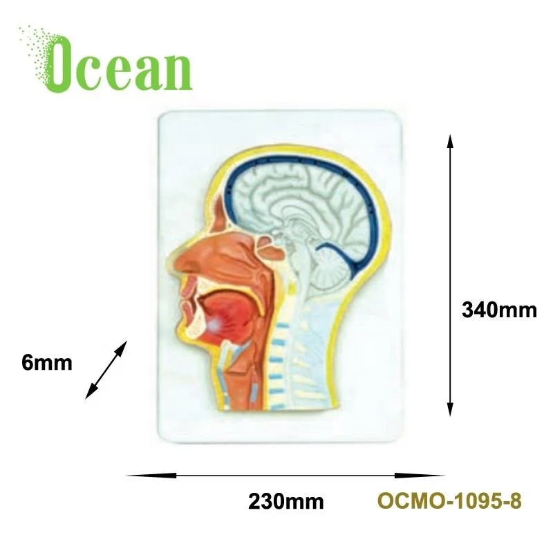 Medical Human Anatomical Face Model Head Model for Biology teaching model