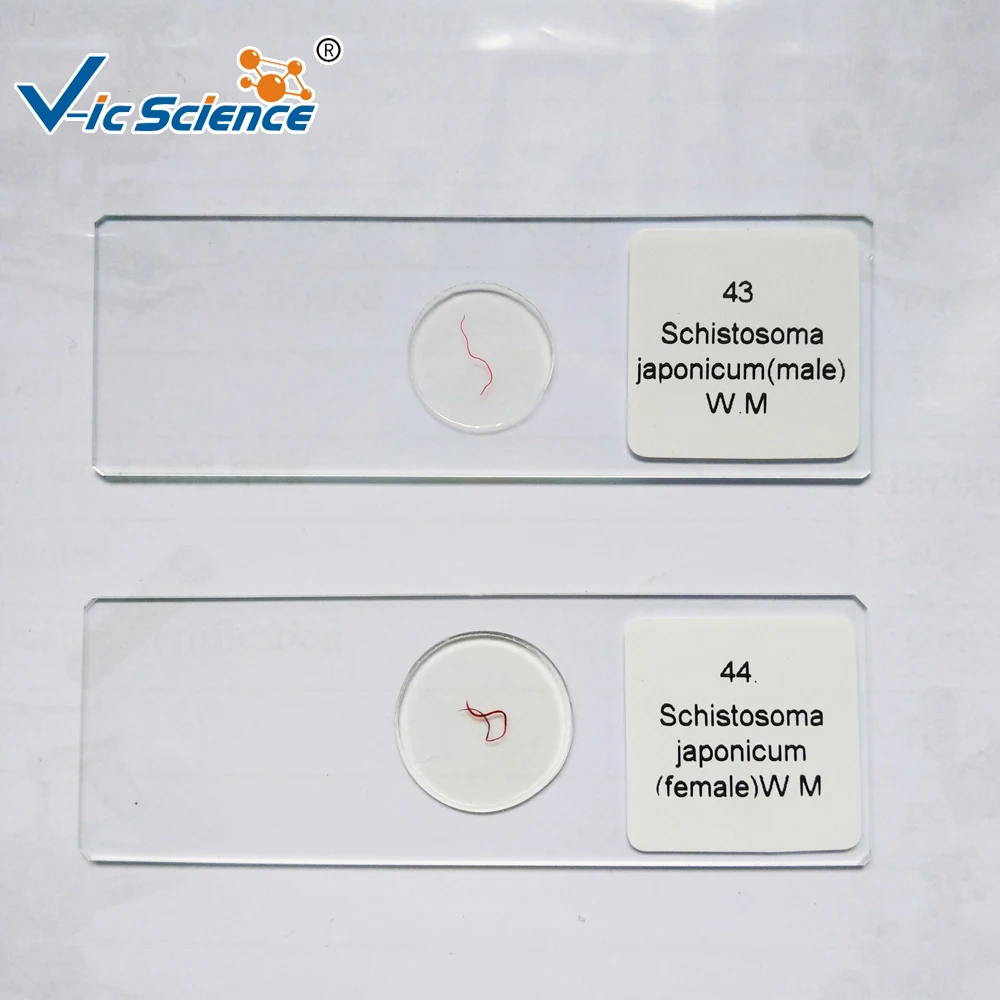 50 pieces of teaching equipment prepare slides for medical students studying medical parasitology