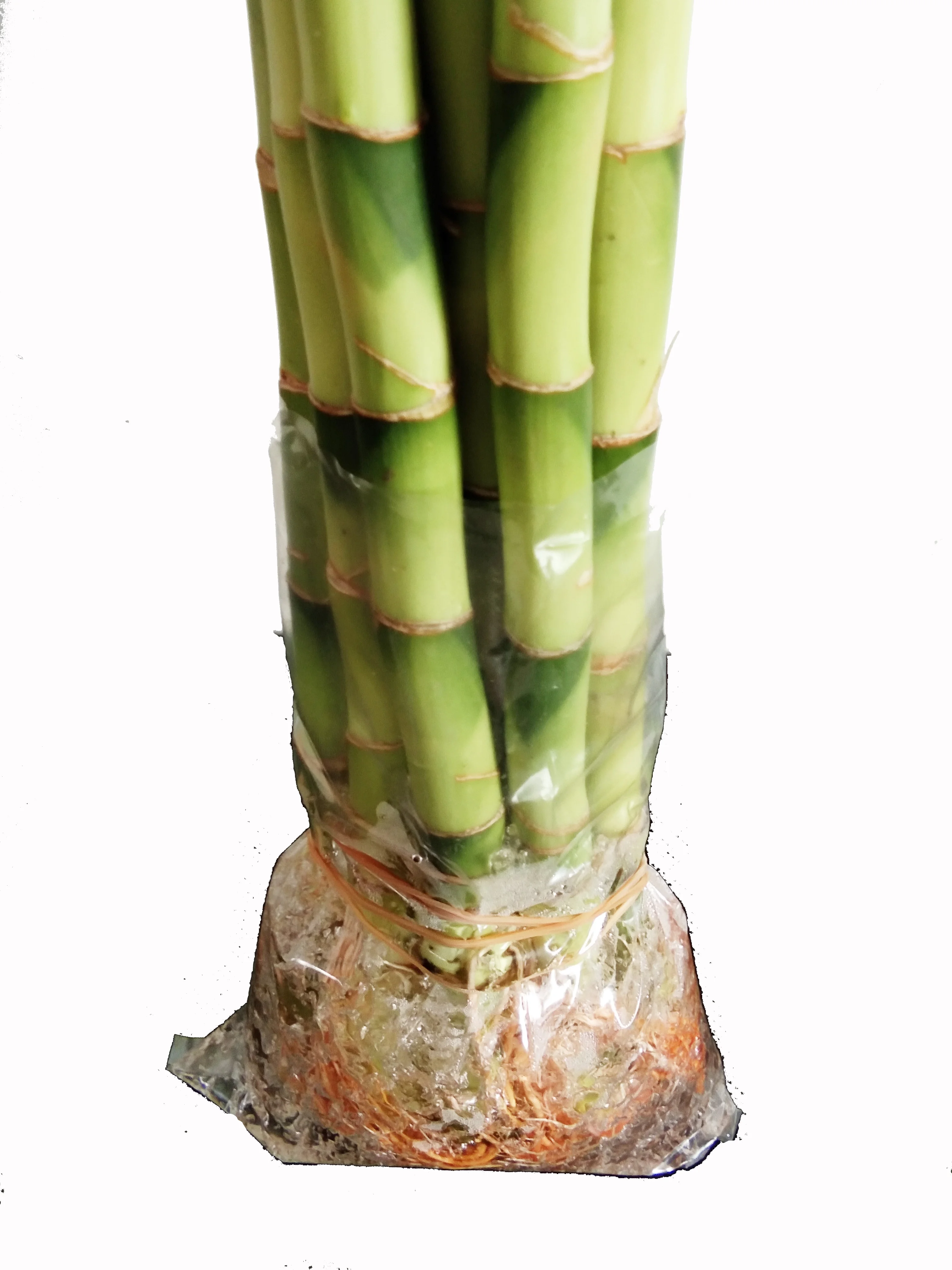 Green straight lucky bamboo plant dracaena sanderiana with good quality Zhanjiang