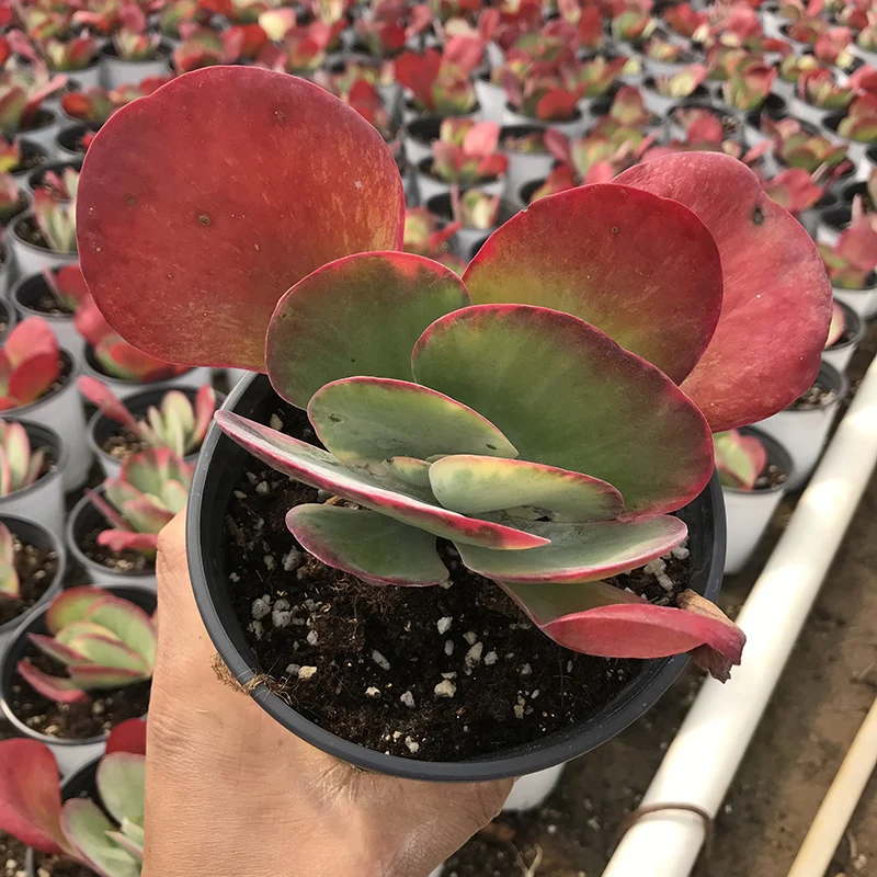 
Kalanchoe thyrsiflora seal Live succulent plants natural indoor for desk decor bright and beautiful 