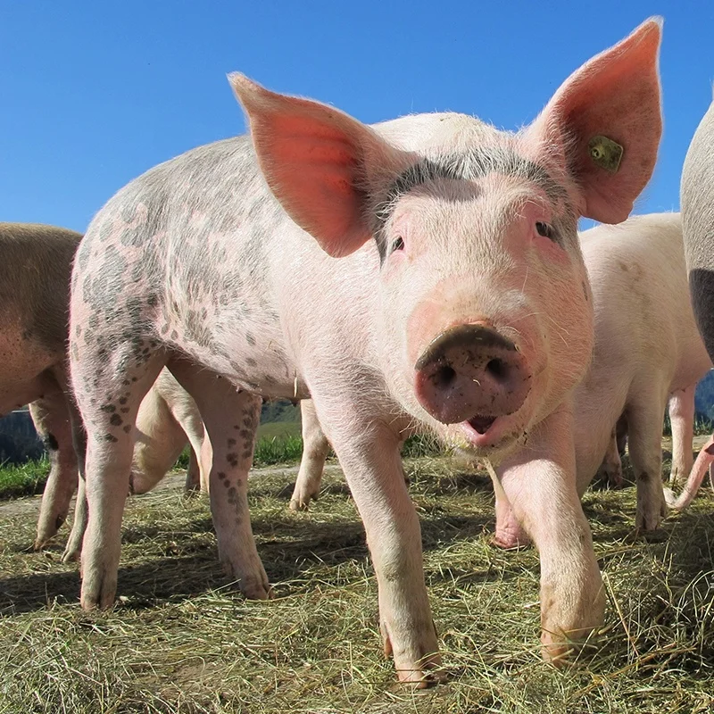 
High activity bacillus subtilis promotes digestion for pigs 
