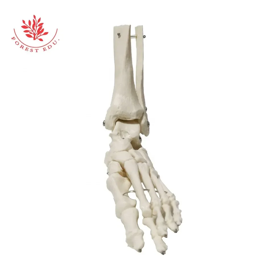 Anatomy Biological Bones Of The Foot Joint Model FRT027-01 PVC Material Foot Skeleton Model Flexible Skeleton Model