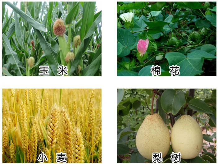 
Agricultural Insecticide Beta Cypermethrin 95%TC 4.5% EC For Public Health Kill Fly And Cockroach 