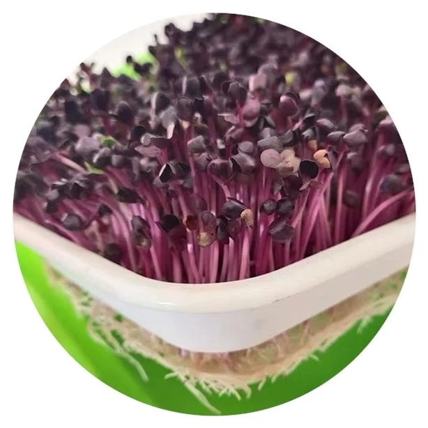 2020, оптовая продажа, семена микрозеленого фиолетового редиса, семена микрозелени