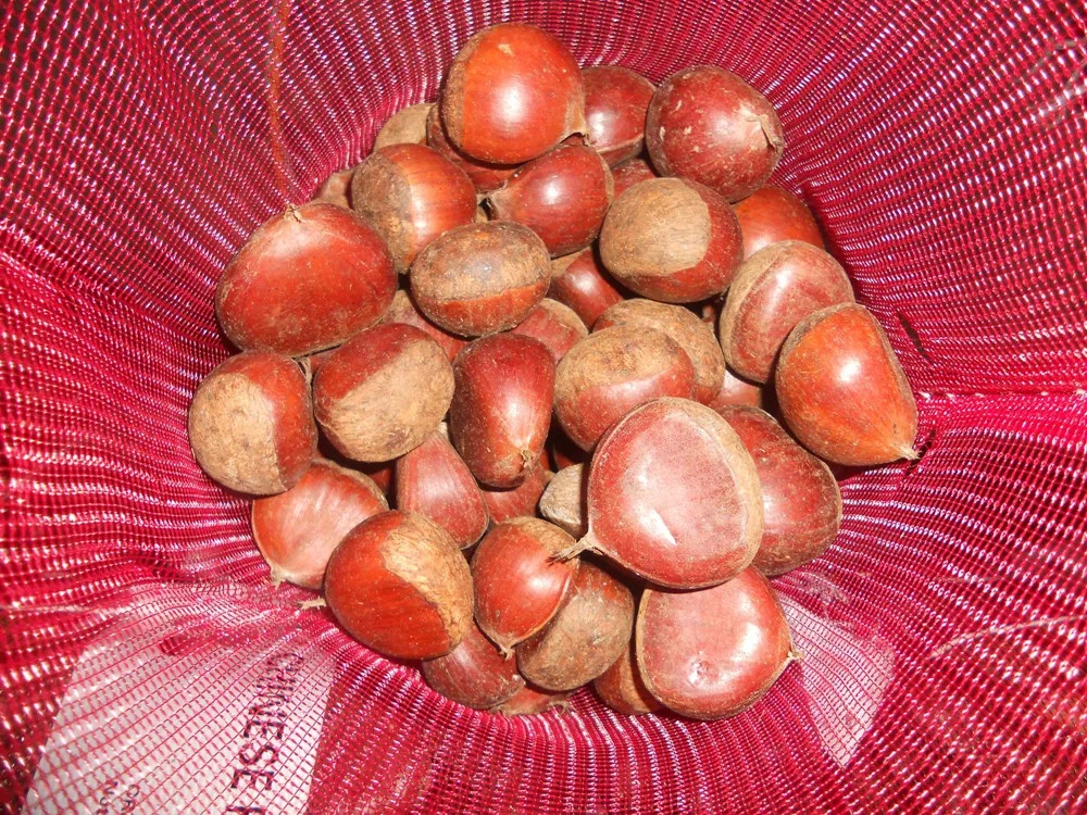 2022 Good quality water chestnut fresh/  wholesale chestnut