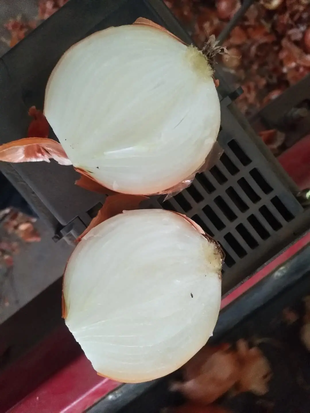 New crop fresh onion very good quality export to Nertherlands