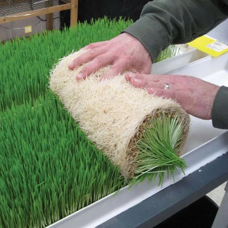 hydroponic stores Animal Fodder Hydroponic Feed Processing Planting System Machinery