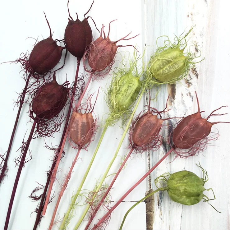 Ins Hot Selling Preserved Flower Dried Nigella Sativa for home party decoration