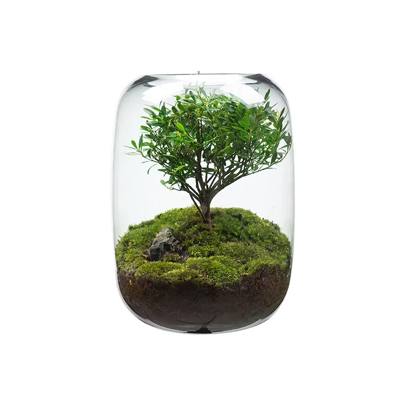 LONGSTAR Creative Desktop Micro Landscape Vase DIY Green Plant Ecological Bottle Moss Landscape Bottle Modern Simple Flower Vase