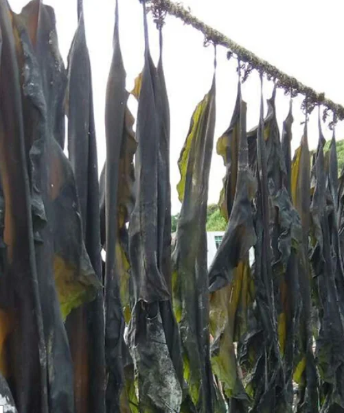 Kunbu сушеный полностью натуральный ламинария Алга цельная часть Thallus для оптовых поставок