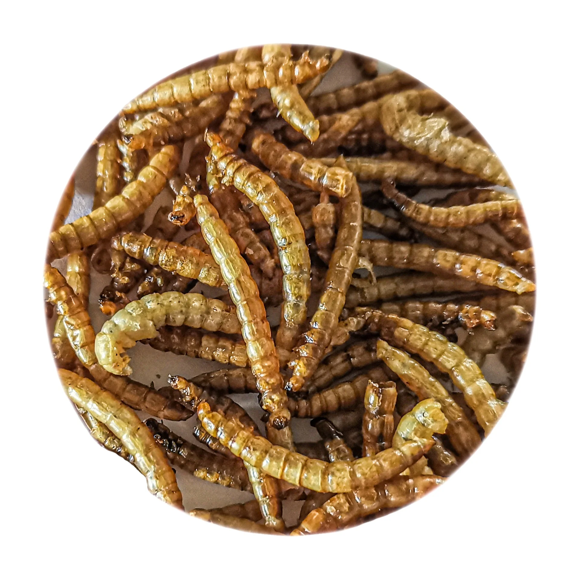 Сушеные Рыбные черви с высоким уровнем питания