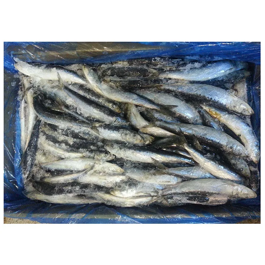 High Quality Hot Sale Bulk Price Custom Fresh Whole Round Frozen Seafood Fish Fishing Bait Sardine Fish for Bait