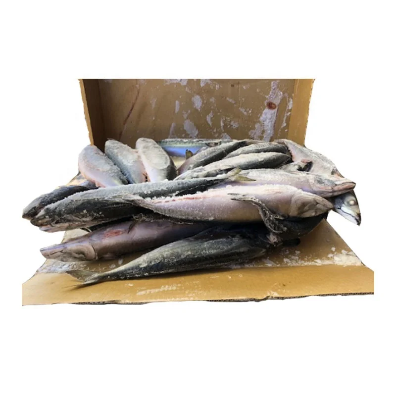 
Pacific Mackerel BQF factory manufactures good prices 