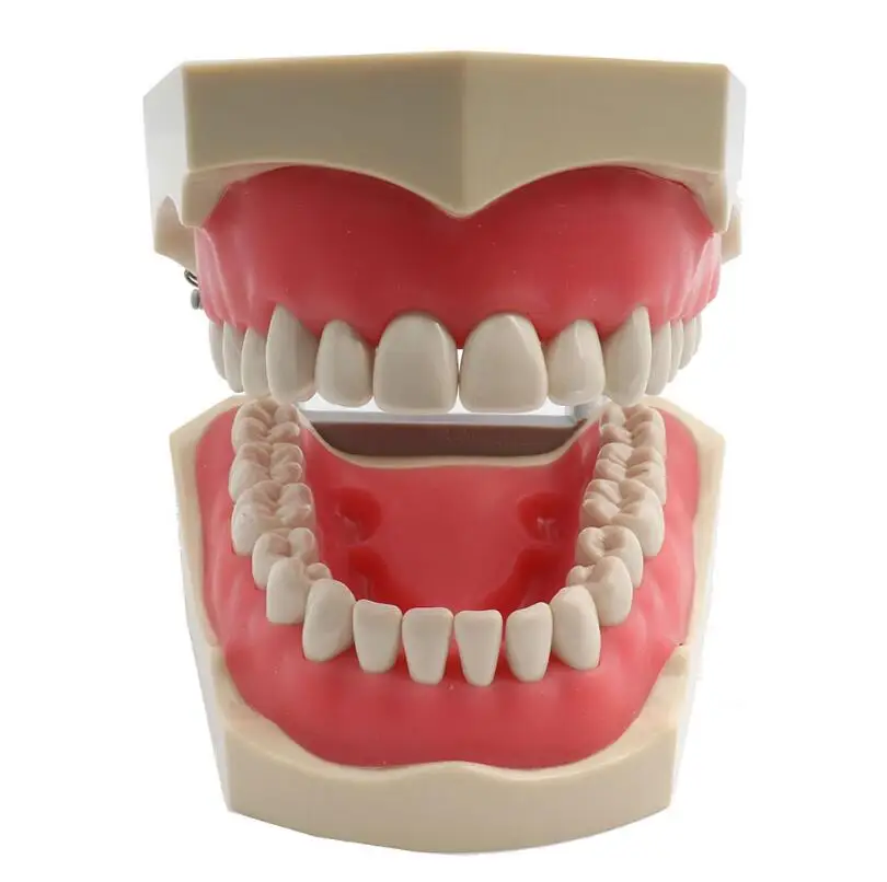  Dental orthodontic prosthetic removable ADC teaching model kit of 32 teeth