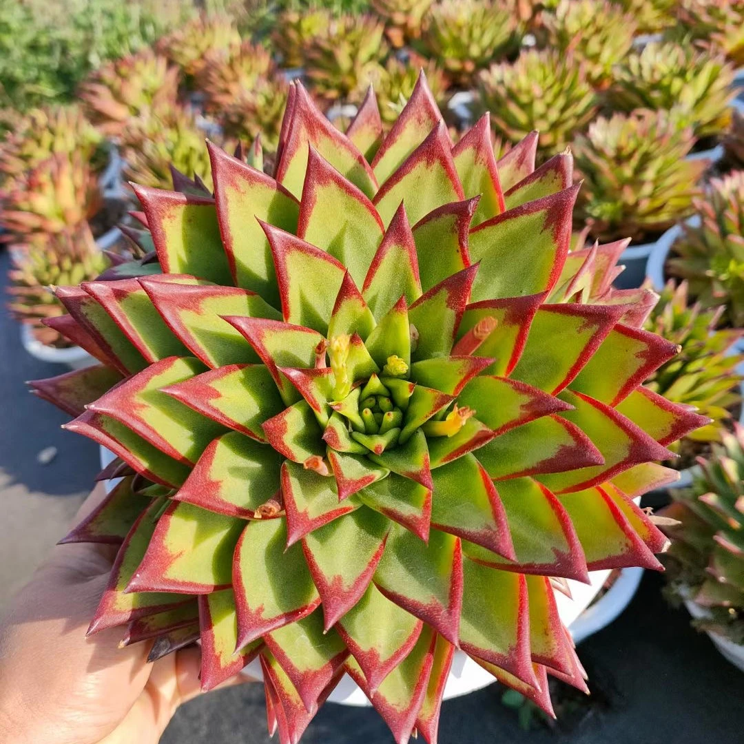 
China Farm wholesale succulent plants natural 