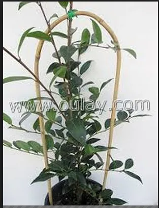 Plant Factory Direct Supply Handmade 18/24 inch Bamboo U Trellis Decoration Garden Hoop Stakes for Indoor Plant Trellis