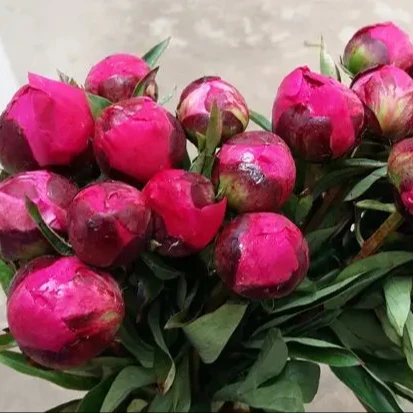 Fresh Cut Herbaceous Peony Flowers Long Term Red Purple pink Colors