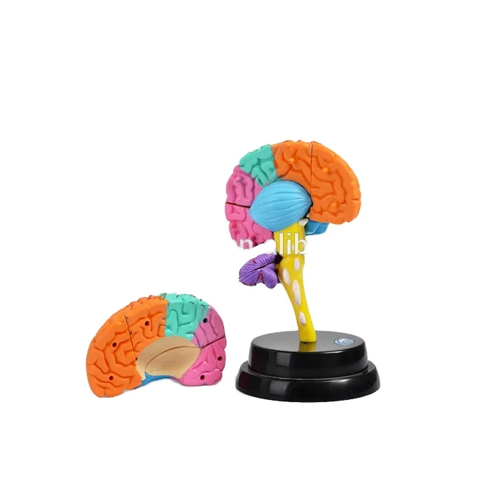 V-HM08 4D мастер анатомии