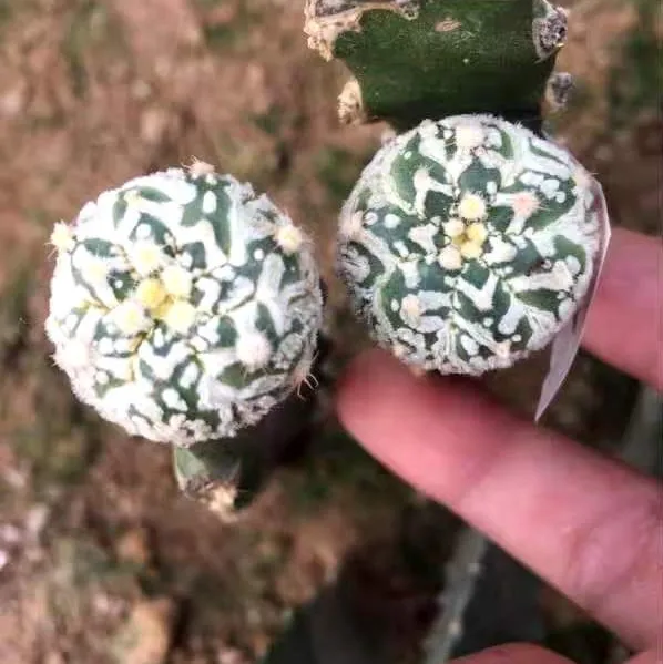 
Wholesale v pocket V grafted cactus Live Cactus Succulent Plants indoor plant Natural plants 