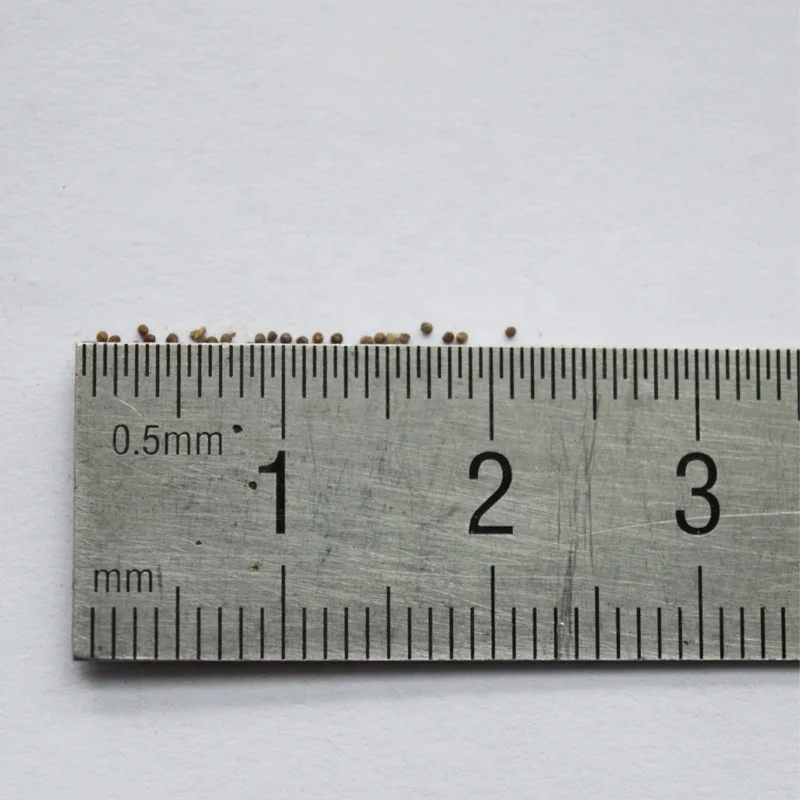 
Hot cheap Petunia Hybrida flower seeds 