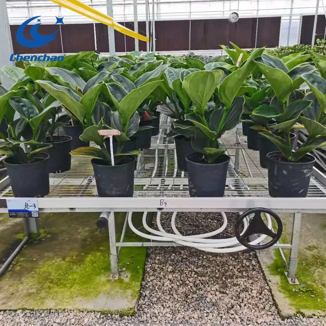 aquaponics greenhouses plastic flood tray rolling benches equipment