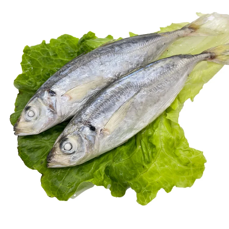 Hot Sale for Southeast Asia Frozen Round Scad Mackerel Fish with Stable Supply and Competitive Price