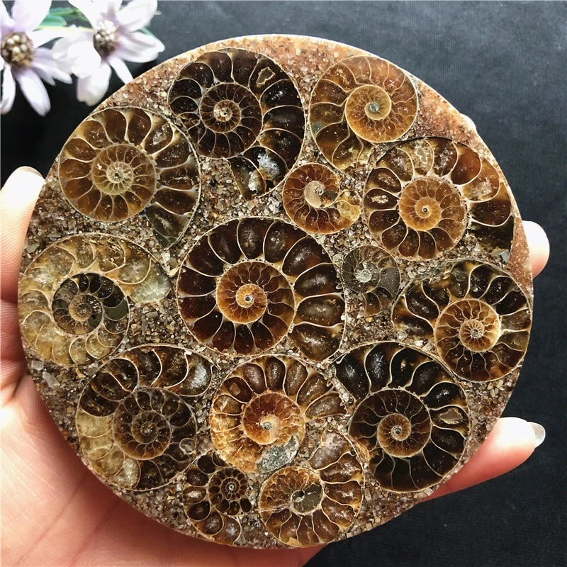 natural Madagascar ammonite plate coaster mineral specimens fossils feng shui compass for decoration