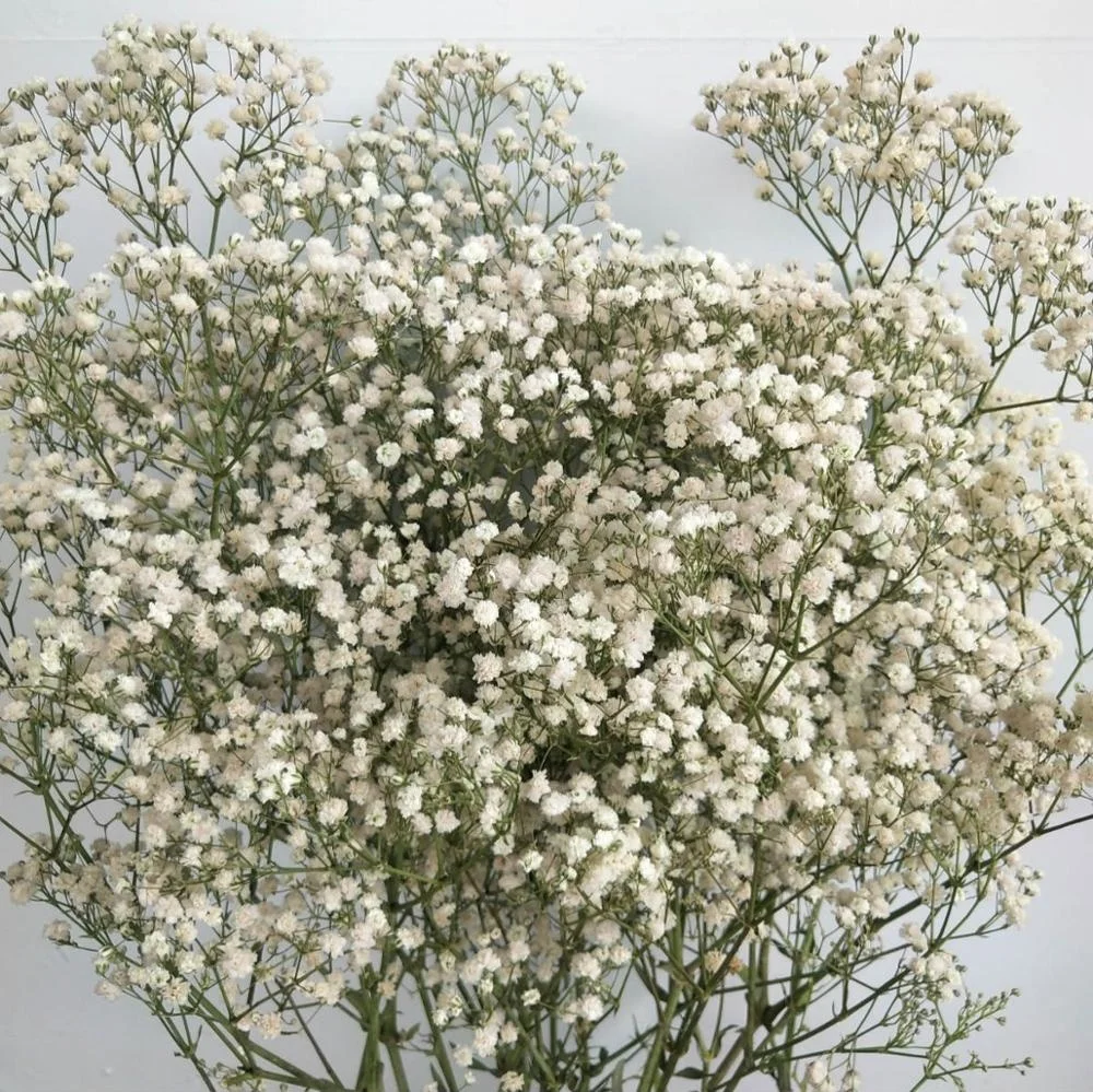  Консервированный цветок babysbreath для домашней цветочной композиции 1 комплект из 100-120 граммов изготовления изделий ручной